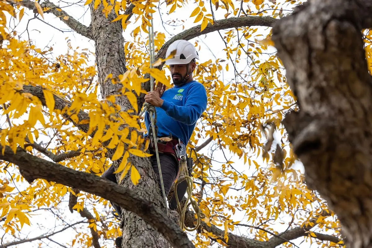 Skilled Tree Pruning crew working in East Rochester